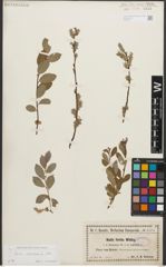 Foto von Salix starkeana Willd.